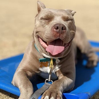Train Your Human Dog Training - Rescue dog Teddy - Pet Training Near Me Train Your Human Dog Training - Rescue dog Teddy - Pet Training Near Me