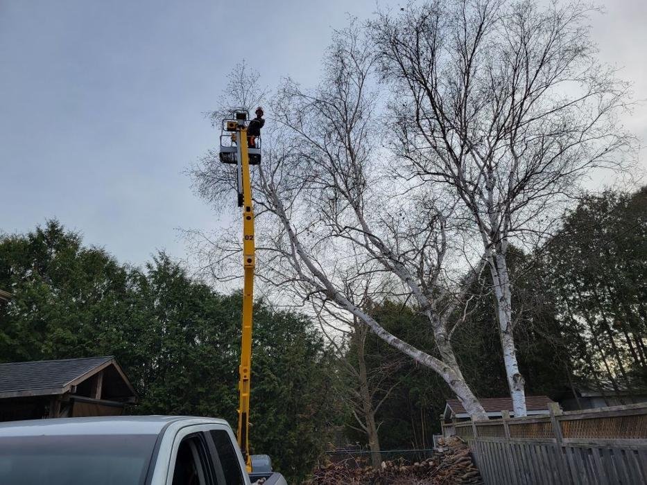 TAVARES & ROSE TREE SERVICES AND YARDWORKS Updated September 2024