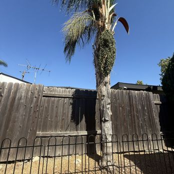Alejandro's Tree Service - Before - Tree Services Near Me Alejandro's Tree Service - Before - Tree Services Near Me
