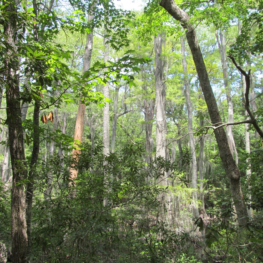 Cypress swamp. Cypress swamp.