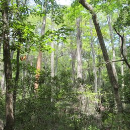 Cypress swamp. Cypress swamp.
