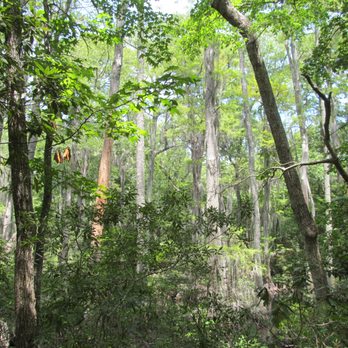 First Landing State Park - Cypress swamp. - Parks Near Me - Virginia Beach, Virginia First Landing State Park - Cypress swamp. - Parks Near Me - Virginia Beach, Virginia