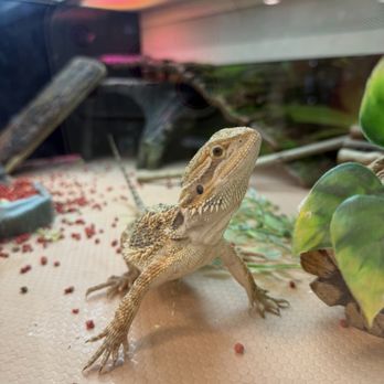 PetSmart Dog Training - Pet Stores Near Me - Seattle, Washington
