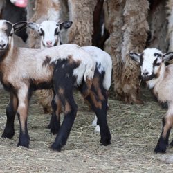 Roaring Acres Alpacas - Painted Desert Sheep