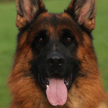Tannhauser German Shepherds - Pet Breeders Near Me Tannhauser German Shepherds - Pet Breeders Near Me