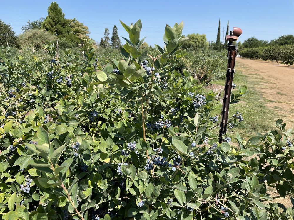 ALPINE BLUE FARMS Updated May 2024 53 Photos & 13 Reviews 7490 E