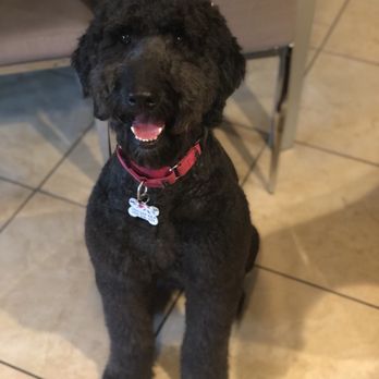 Bogart's Bone Appetit - Our Golden Doodle's fresh cut - Pet Groomers Near Me - Las Vegas, Nevada