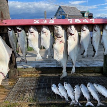 DeepStrike Sportfishing - The day's catch - Fishing Near Me - Homer, Alaska DeepStrike Sportfishing - The day's catch - Fishing Near Me - Homer, Alaska