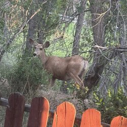 Salida Inn & Monarch Suites - This deer came up to our room in the cottage!