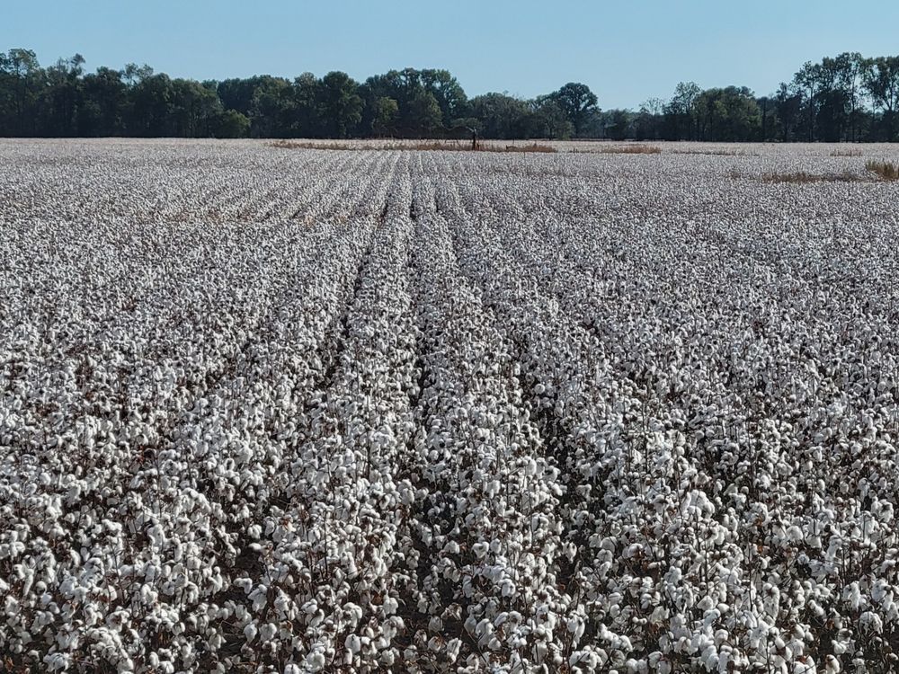 RCS PLANTING COMPANY 215 Roosevelt St, Marvell, Arkansas Attraction Farms Phone Number Yelp