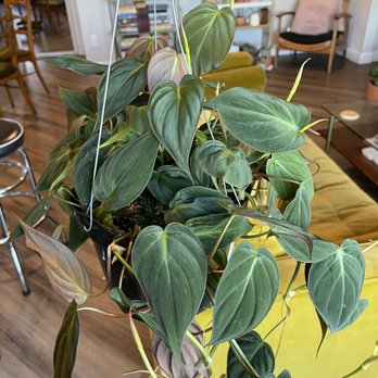 Plantiitas - Always wanted a micans - Home Decor Near Me - Long Beach, California Plantiitas - Always wanted a micans - Home Decor Near Me - Long Beach, California