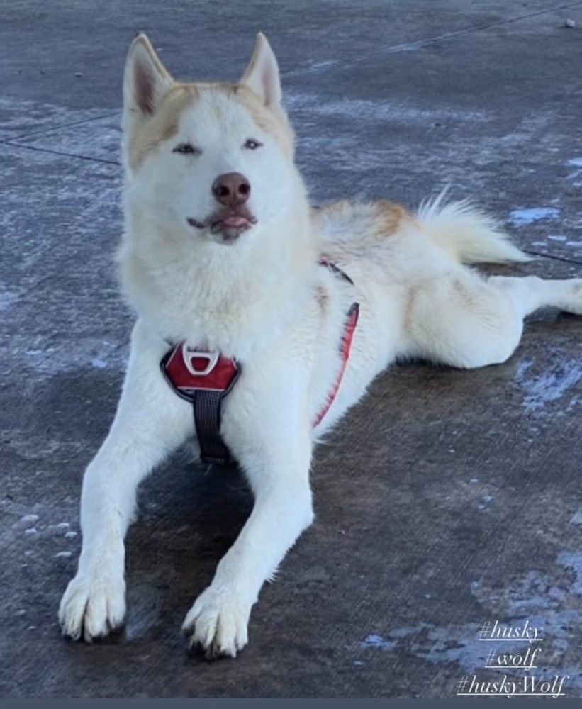 Boss The Pet Connection Image