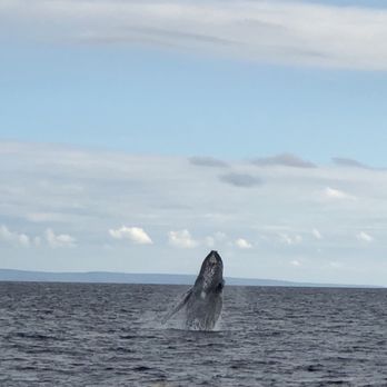Gemini Sailing Charters - Boating Near Me - Lahaina, Hawaii Gemini Sailing Charters - Boating Near Me - Lahaina, Hawaii