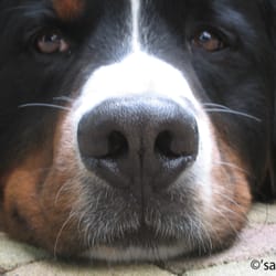 Hundeauslaufgebiet - Wuff, wuff...