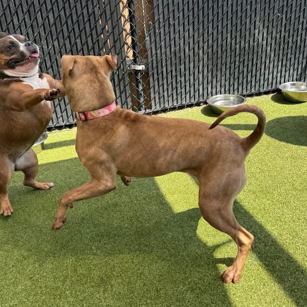 THE BEST 10 PET GROOMERS in MARIANNA, FL - Updated 2026 - Hours - Yelp, image size:1000x1000