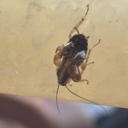 Roach Roach