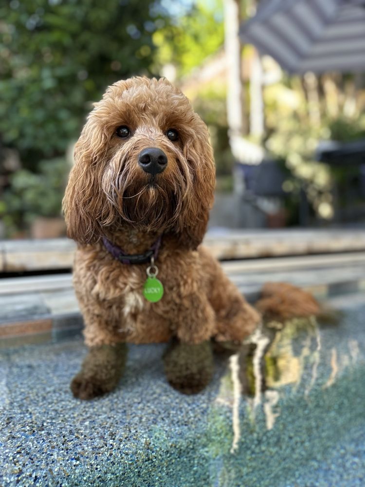 Bubble N Squeek Mobile Grooming