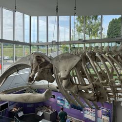 Museum of the Earth - Whale bones as seen from the top floor of the