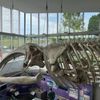 Museum of the Earth gift card