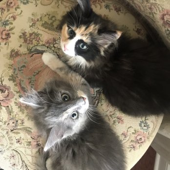 Precious Paws Pet Sitting - Pet Sitting Near Me - Cornelius, North Carolina