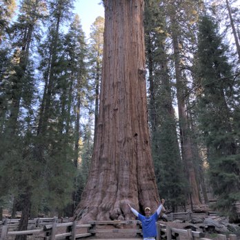General Sherman Tree - General Sherman...biggest tree in the world! - Hiking Near Me - Sequoia National Park, California General Sherman Tree - General Sherman...biggest tree in the world! - Hiking Near Me - Sequoia National Park, California