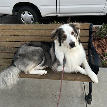 Higher Mind Canine - Pet Training Near Me Higher Mind Canine - Pet Training Near Me