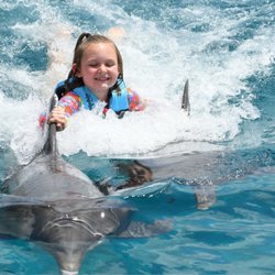 Dolphin Discovery