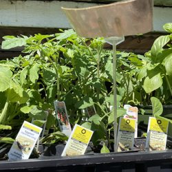 33rd Plants & Flowers - Spring veggie starts: zucchini, cucumber, tomatoes, lettuce, kale, eggplant, corn, peas, beans, etc