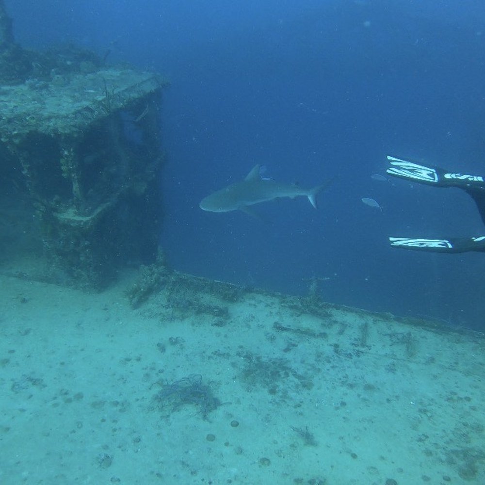 Rainbow Reef Dive Center - Reef Shark on Speigel Grove - Scuba Diving Near Me - Key Largo, Florida
