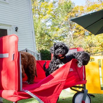 Tails From Down Under - Pet Breeders Near Me - Woodbridge, Connecticut