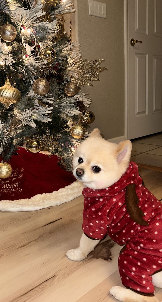 LOVE PET GROOMING Updated September 2024 20 Photos & 19 Reviews