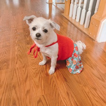 Lovely Pet Salon - Pet Groomers Near Me - Chantilly, Virginia Lovely Pet Salon - Pet Groomers Near Me - Chantilly, Virginia
