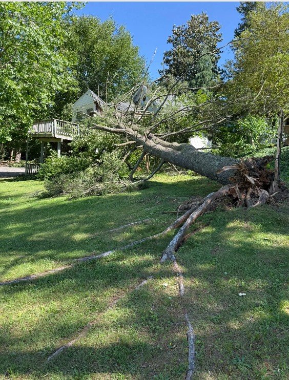 Greentree - tree service in Lothian, MD