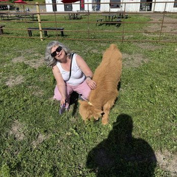 Luckie Farms - Cow grooming - Attraction Farms Near Me - Lake Stevens, Washington Luckie Farms - Cow grooming - Attraction Farms Near Me - Lake Stevens, Washington