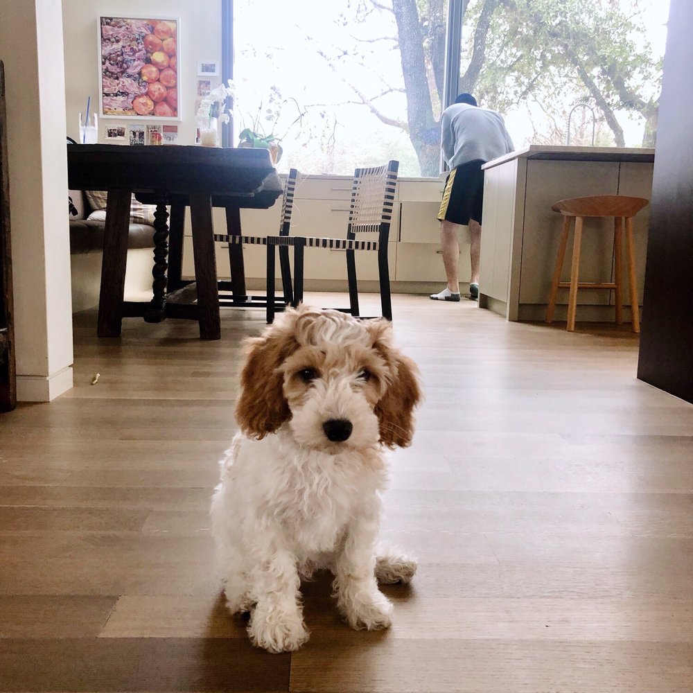 Karma Dog Training - Good sit and stay! - Pet Training Near Me - Austin, Texas Karma Dog Training - Good sit and stay! - Pet Training Near Me - Austin, Texas