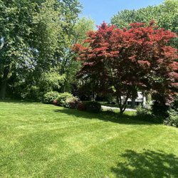 Vibbert's Tree & Yard Specialists - side yard