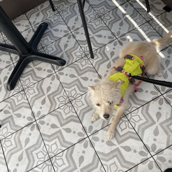 Sweet Maple - Patio dining space for doggie. - Breakfast & Brunch Near Me - Cupertino, California Sweet Maple - Patio dining space for doggie. - Breakfast & Brunch Near Me - Cupertino, California