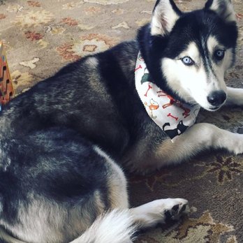 Hairy Hounds - Pet Groomers Near Me - Oakley, California