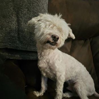 Peaceful Pets Services - Pet Groomers Near Me Peaceful Pets Services - Pet Groomers Near Me