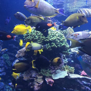 Long Island Aquarium - Aquariums Near Me - Riverhead, New York Long Island Aquarium - Aquariums Near Me - Riverhead, New York