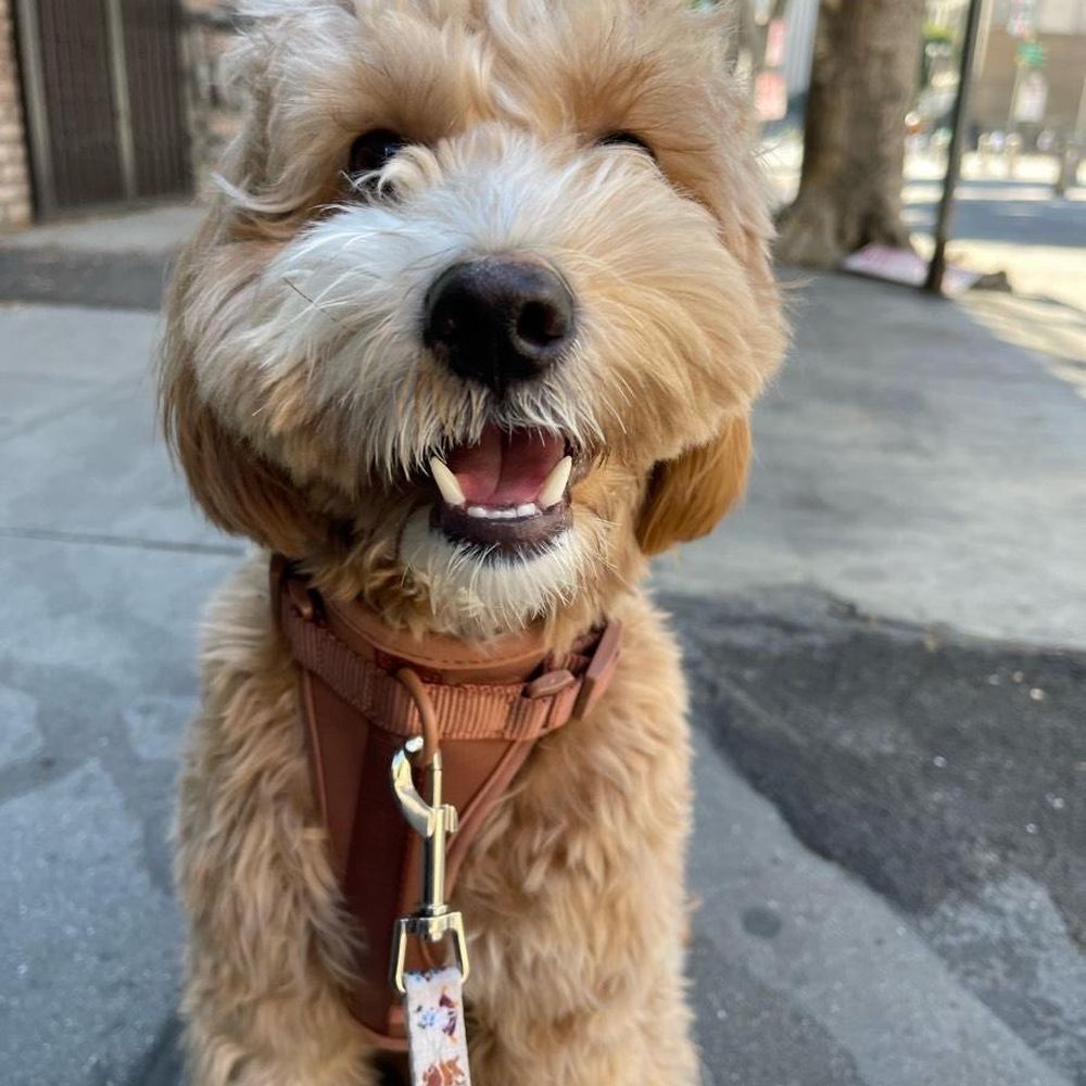 FitPals - We sooo look forward to the photos after every walk - Dog Walkers Near Me FitPals - We sooo look forward to the photos after every walk - Dog Walkers Near Me