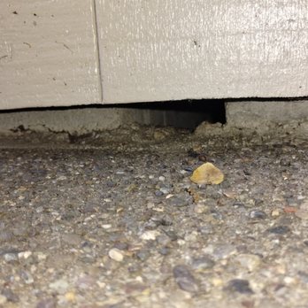 Rodent Proofing Intelligence - Pest Control Near Me Rodent Proofing Intelligence - Pest Control Near Me