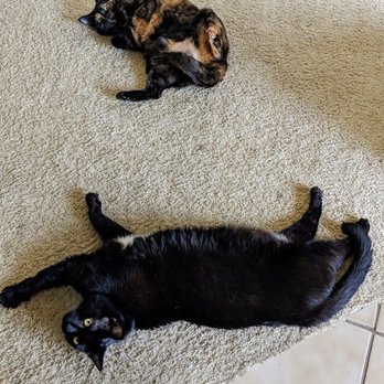 Kathleen's Critters - Got comfortable enough to go belly up for pat pats - Pet Sitting Near Me