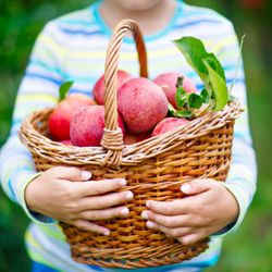 Songbird Academy - Organic meals and snacks provided