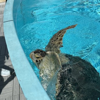 The Turtle Hospital - Veterinarians Near Me - Marathon, Florida The Turtle Hospital - Veterinarians Near Me - Marathon, Florida