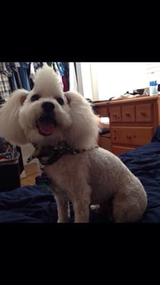 High Class Grooming Shop