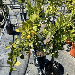 Calamansi plant