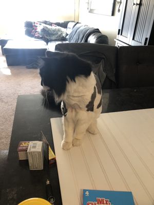 lowell veterinary clinic