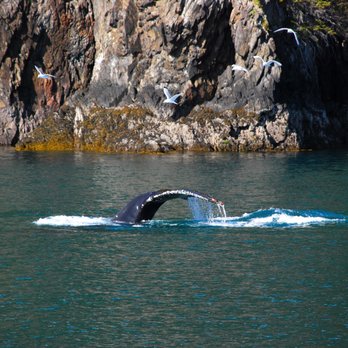 Major Marine Tours - Tours Near Me - Anchorage, Alaska Major Marine Tours - Tours Near Me - Anchorage, Alaska