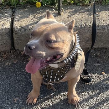 Realrell kennels - Pet Services Near Me Realrell kennels - Pet Services Near Me